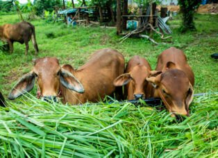 brown cow eatting grass